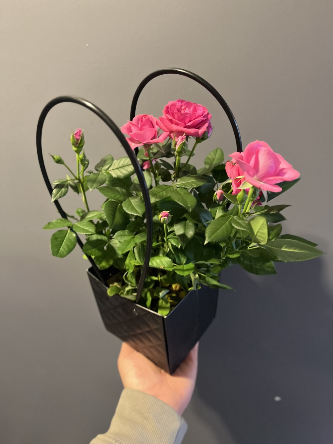 Çantada Saksı Gül