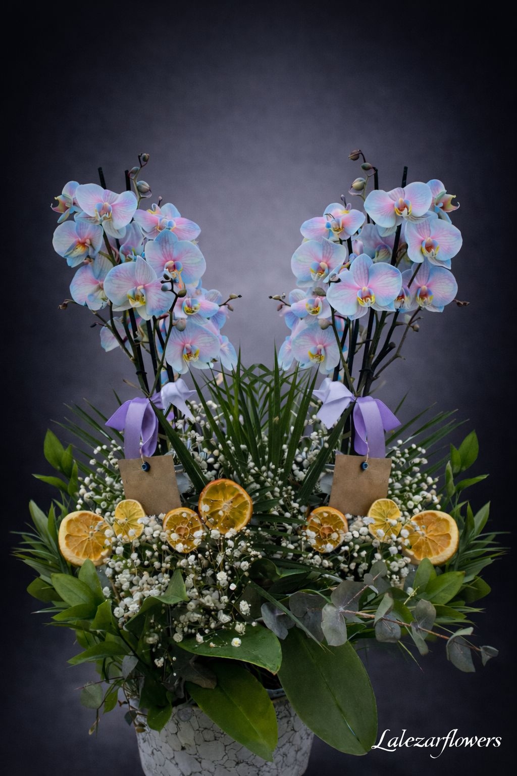 6 Dal Mavi Pembe Orkide