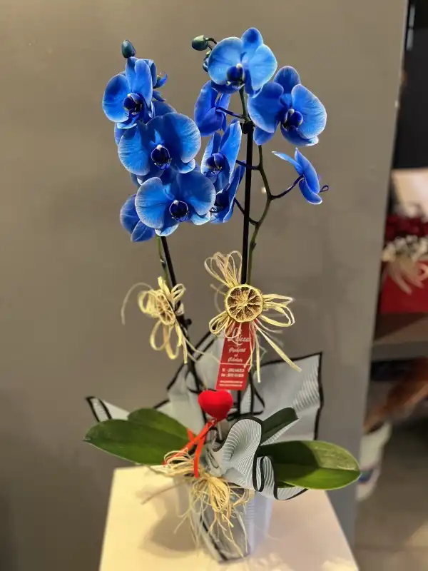 Mavi Orkide Aşkıma